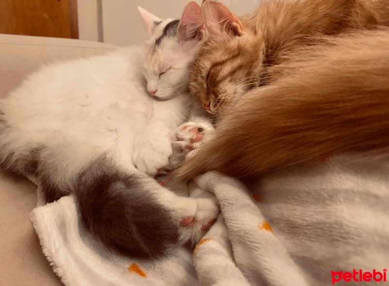 Tekir Kedi, Kedi  Çiko fotoğrafı