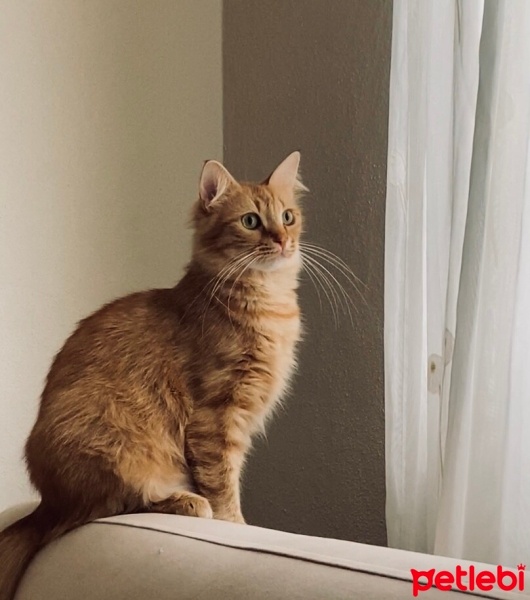 Sarman, Kedi  Gigi fotoğrafı