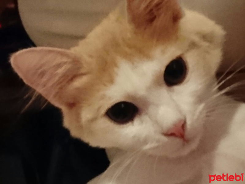 Tekir Kedi, Kedi  Zuzu fotoğrafı