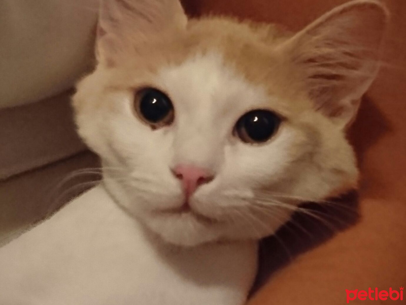 Tekir Kedi, Kedi  Zuzu fotoğrafı