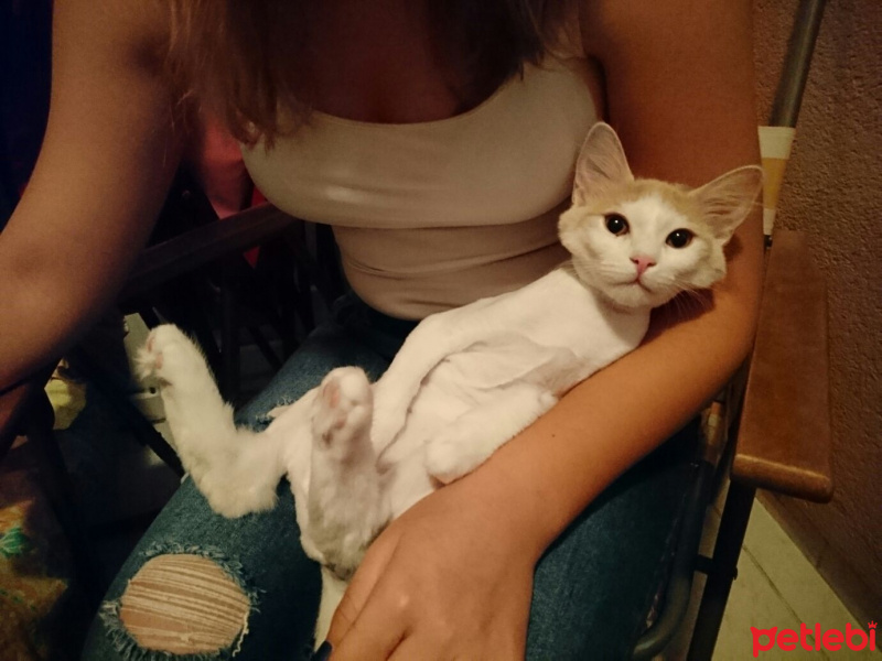 Tekir Kedi, Kedi  Zuzu fotoğrafı