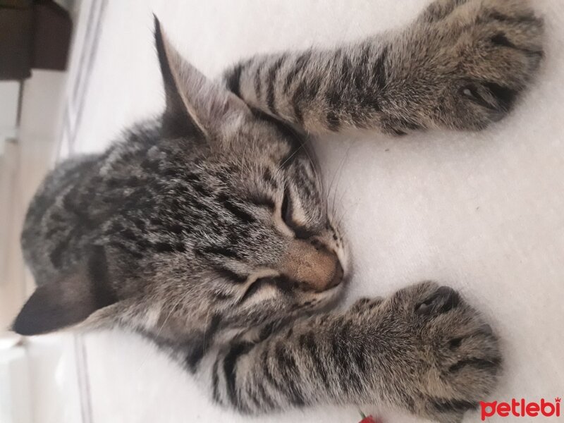 Tekir Kedi, Kedi  Kumpir fotoğrafı