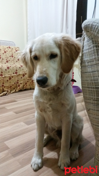 Golden Retriever, Köpek  Pascal fotoğrafı