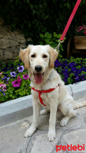 Golden Retriever, Köpek  Pascal fotoğrafı