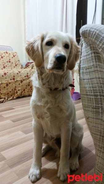Golden Retriever, Köpek  Pascal fotoğrafı