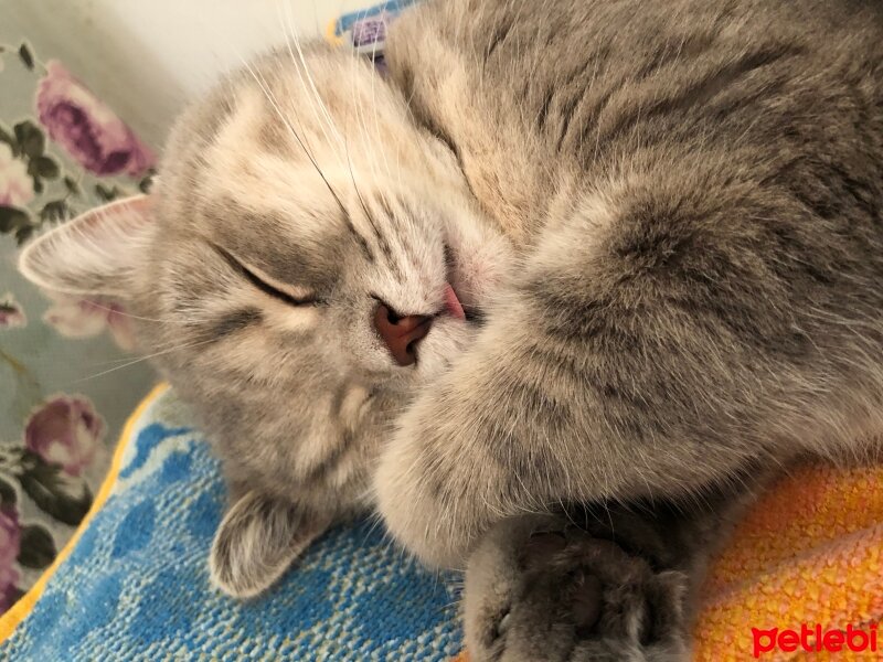 British Shorthair, Kedi  Kaju fotoğrafı