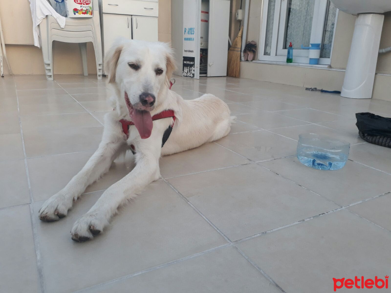 Golden Retriever, Köpek  KARAMEL fotoğrafı