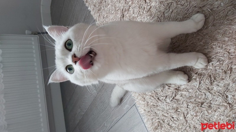 British Shorthair, Kedi  Dobby fotoğrafı