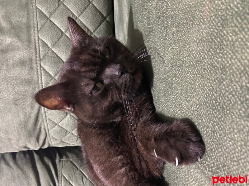 British Shorthair, Kedi  hera fotoğrafı