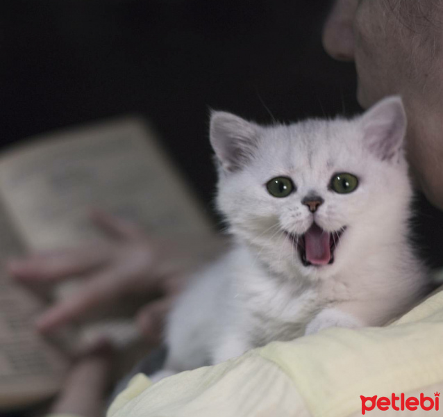 Scottish Fold, Kedi  Dora fotoğrafı