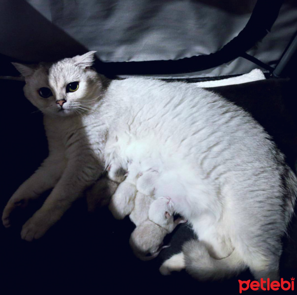 Scottish Fold, Kedi  Dora fotoğrafı