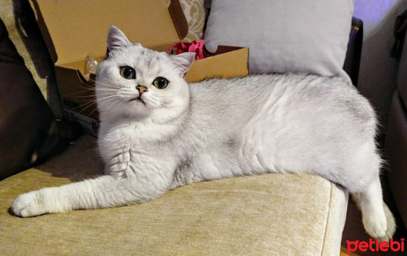 Scottish Fold, Kedi  Dora fotoğrafı