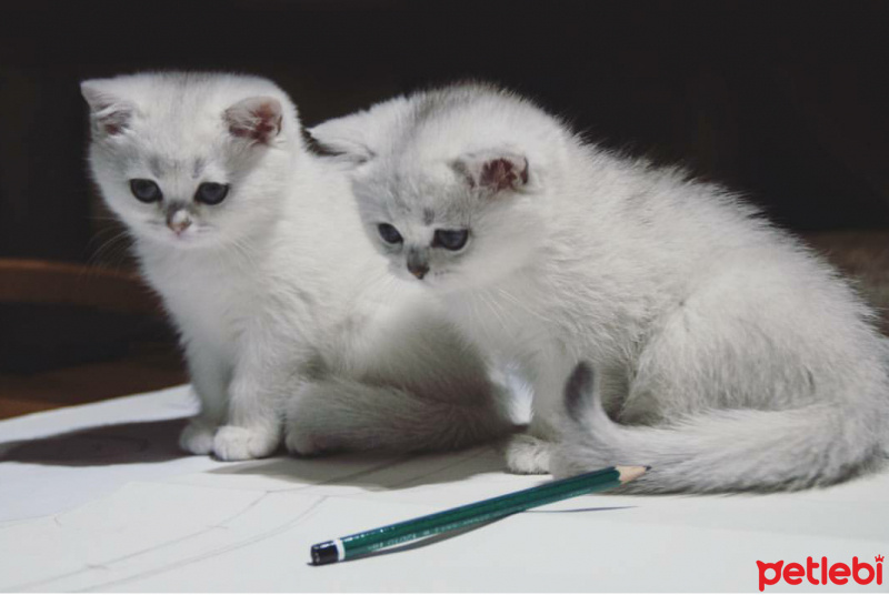 Scottish Fold, Kedi  Dora fotoğrafı
