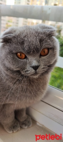 Scottish Fold, Kedi  Gece fotoğrafı