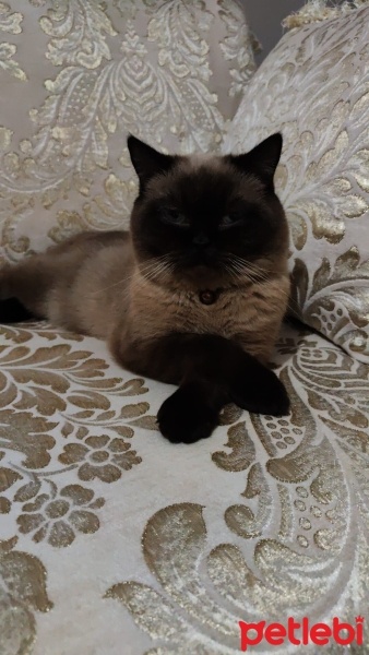 British Longhair, Kedi  Sütlaç fotoğrafı