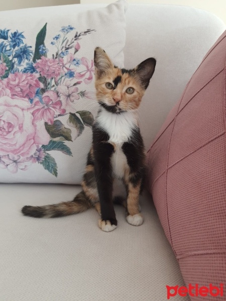 Tekir Kedi, Kedi  Boncuk fotoğrafı