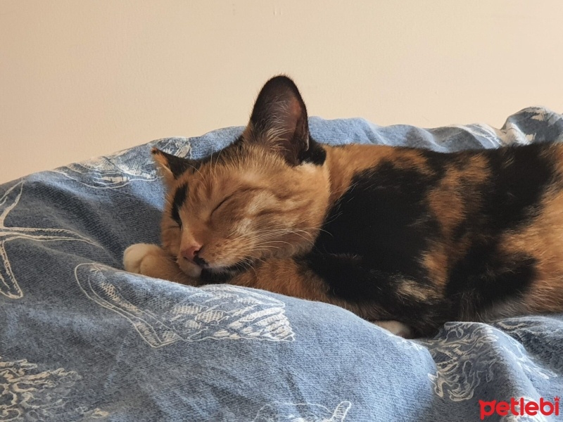 Tekir Kedi, Kedi  Boncuk fotoğrafı