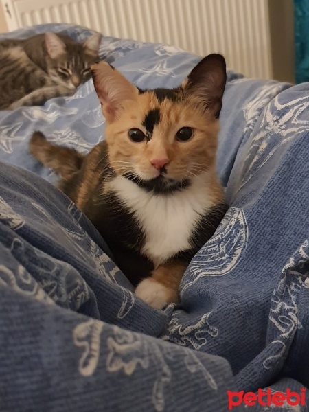 Tekir Kedi, Kedi  Boncuk fotoğrafı