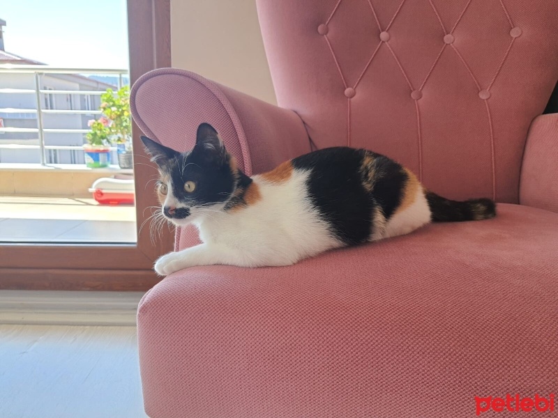 Tekir Kedi, Kedi  Boncuk fotoğrafı
