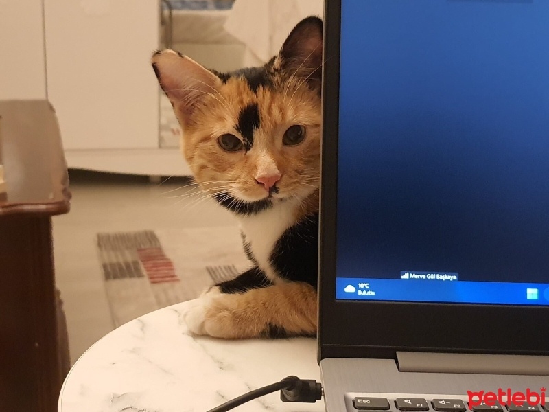 Tekir Kedi, Kedi  Boncuk fotoğrafı