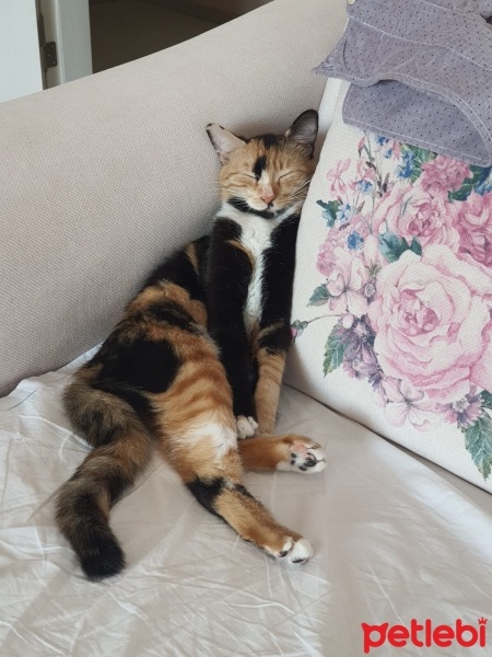 Tekir Kedi, Kedi  Boncuk fotoğrafı