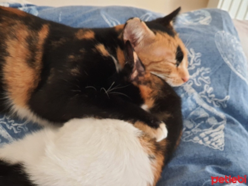 Tekir Kedi, Kedi  Boncuk fotoğrafı