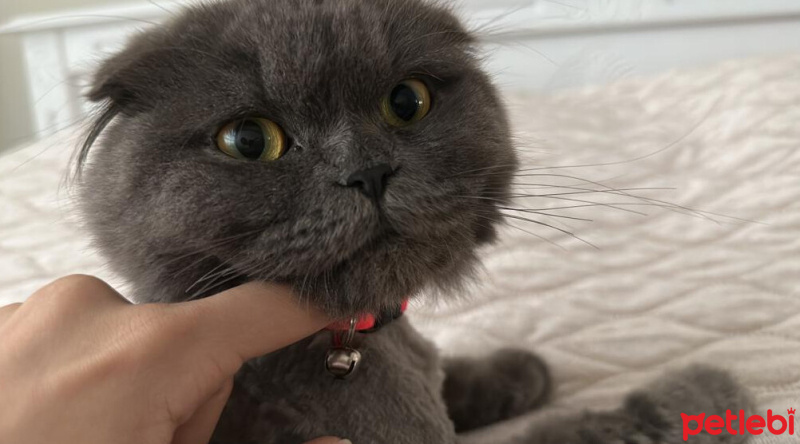 Scottish Fold, Kedi  MİA fotoğrafı
