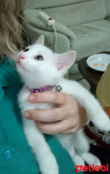 Van Kedisi, Kedi  Leo fotoğrafı