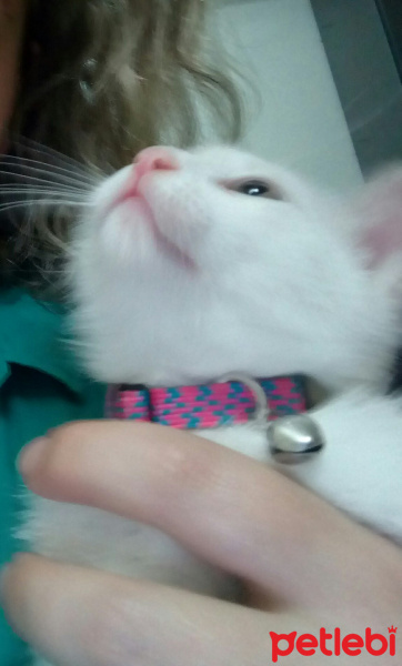 Van Kedisi, Kedi  Leo fotoğrafı