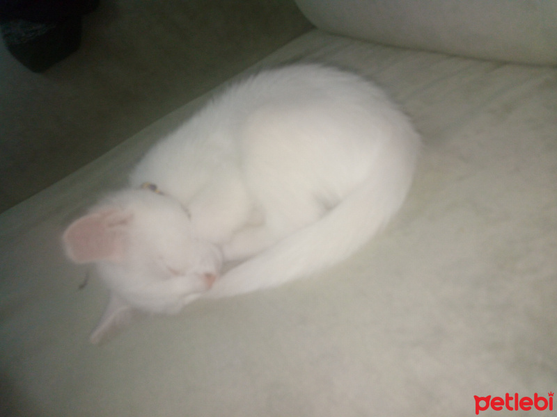 Van Kedisi, Kedi  Leo fotoğrafı