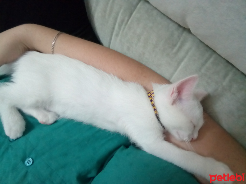 Van Kedisi, Kedi  Leo fotoğrafı