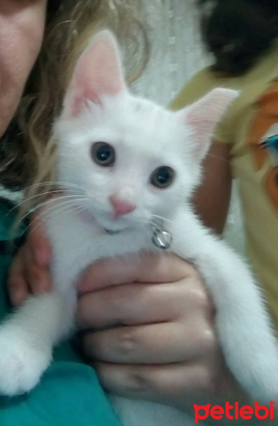 Van Kedisi, Kedi  Leo fotoğrafı