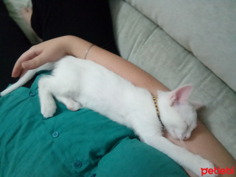 Van Kedisi, Kedi  Leo fotoğrafı