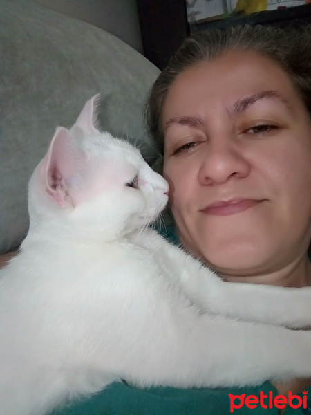 Van Kedisi, Kedi  Leo fotoğrafı