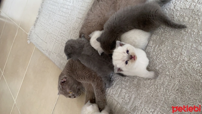 Scottish Fold, Kedi  Scottish Fold fotoğrafı