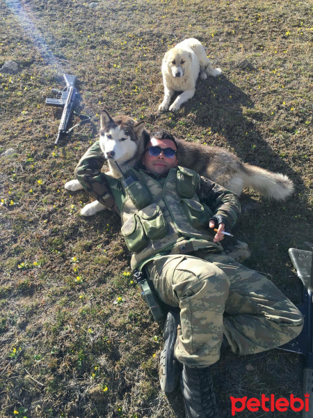 Sibirya Kurdu (Husky), Köpek  Paşa fotoğrafı