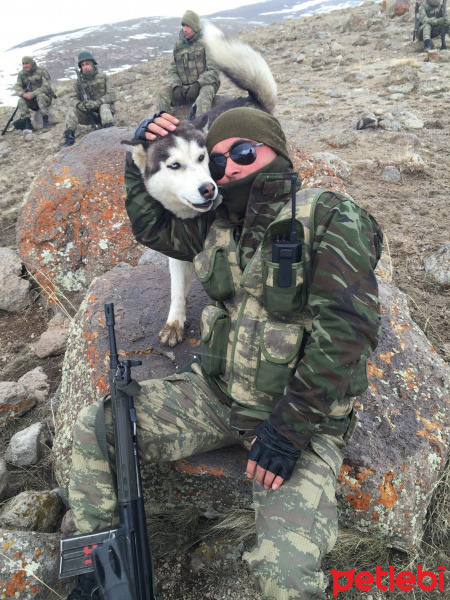 Sibirya Kurdu (Husky), Köpek  Paşa fotoğrafı
