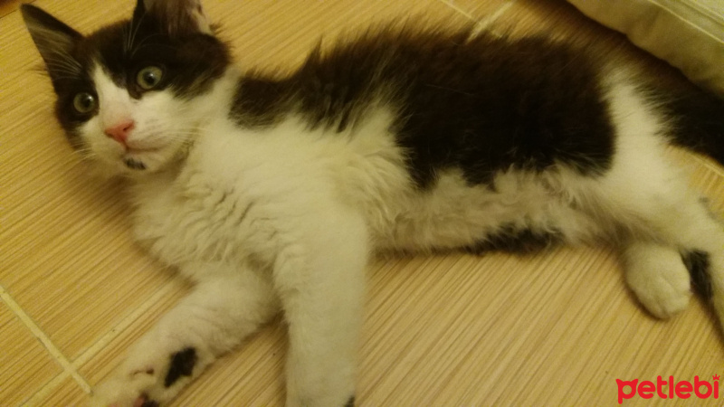 Tekir Kedi, Kedi  Boncuk fotoğrafı