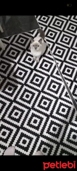 British Longhair, Kedi  Pamuk fotoğrafı