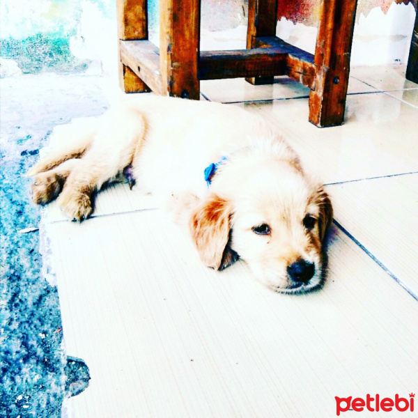 Golden Retriever, Köpek  Tarçın fotoğrafı