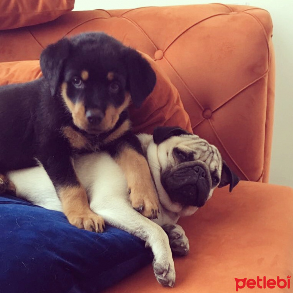 Rottweiler, Köpek  ares fotoğrafı