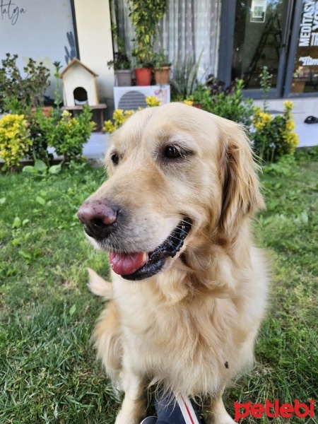 Golden Retriever, Köpek  Lily fotoğrafı