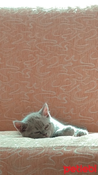 British Shorthair, Kedi  Nazlı fotoğrafı