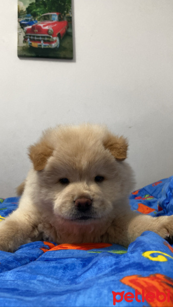 Chow Chow (çin Aslanı), Köpek  Arthur fotoğrafı