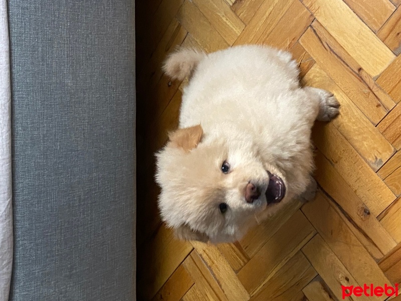 Chow Chow (çin Aslanı), Köpek  Arthur fotoğrafı