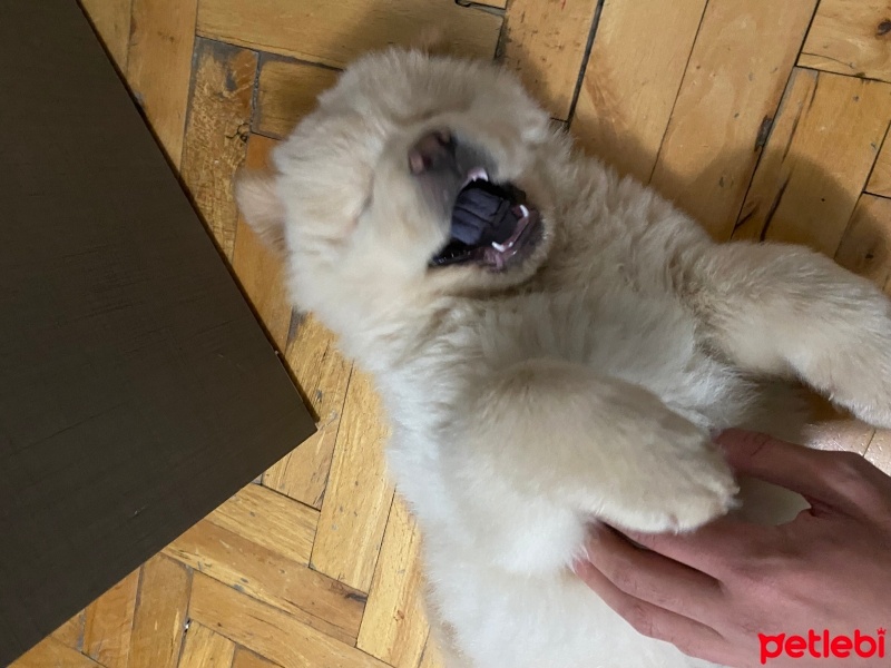 Chow Chow (çin Aslanı), Köpek  Arthur fotoğrafı