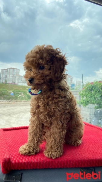 Poodle (Minyatür Kaniş), Köpek  Booby fotoğrafı