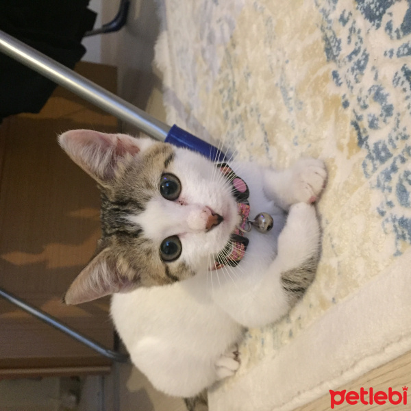 Tekir Kedi, Kedi  Pakizesu fotoğrafı