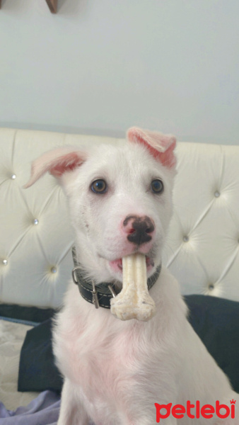 Akbaş, Köpek  Zeus fotoğrafı