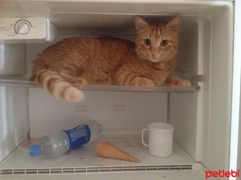 Tekir Kedi, Kedi  portakal fotoğrafı